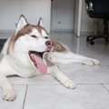 HuskyLickHeelss84