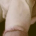 HardBigPenis