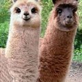 fluffy_lamas