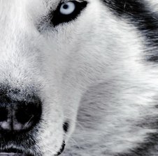 one_wolf