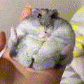 __Hamster__
