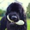 Mr_Oizo