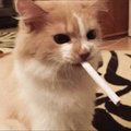majestick69