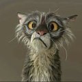 Romioook
