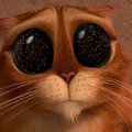 kitten-40