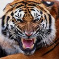 tigrrrr77