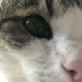 Meow_