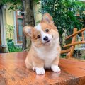 CafeChan