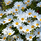 The daisies