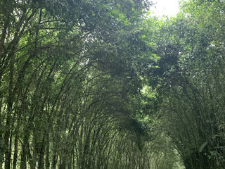 🌳🐾C