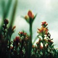 red1tulip
