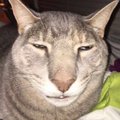 Jgjhvcc