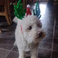 Misterpuppy4537