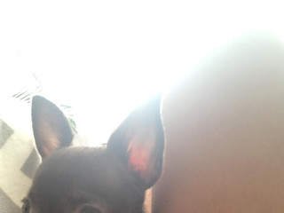 My chihuahuas ❤️ Tiffany and Fluffy ❤️