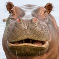 Happy_Hippo