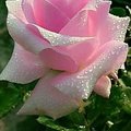 sweetboy-2