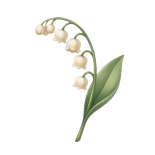 Lily of the valley