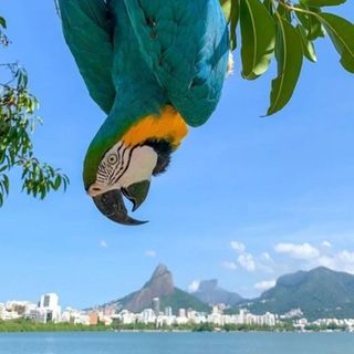 Travel to Brazil
