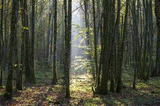 En Foret
