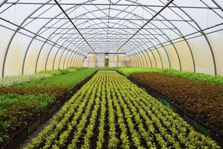 Exportar plantas
